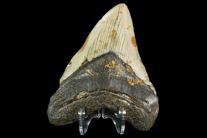 Fossil Megalodon Tooth - North Carolina #109001